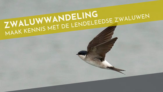 zwaluw