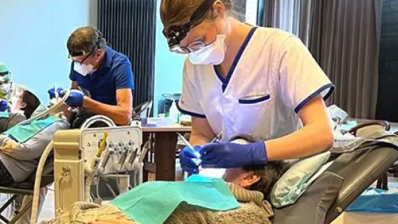gerodent